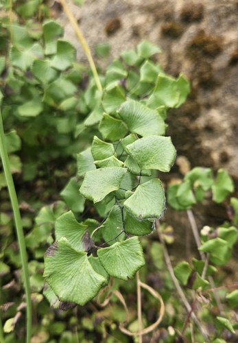 iNaturalist observation photo of California Maidenhair Fern