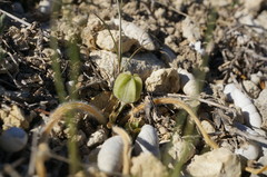 Ornithogalum fimbriatum