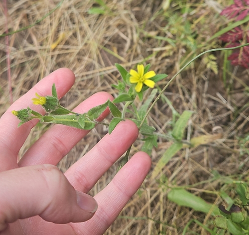 iNaturalist observation photo of grassy tarweed