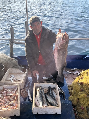 European Seabass