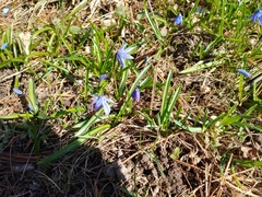 Scilla siberica