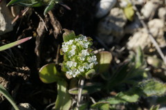 Valerianella turgida