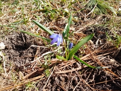 Scilla siberica