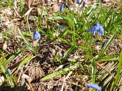 Scilla siberica