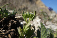 Valerianella turgida