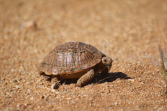 Psammobates tentorius