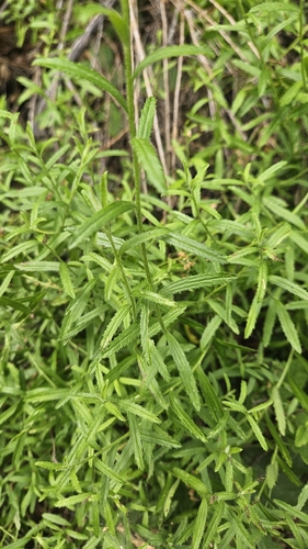 iNaturalist observation photo of Plummer's baccharis