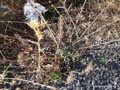Lepidium hirtum