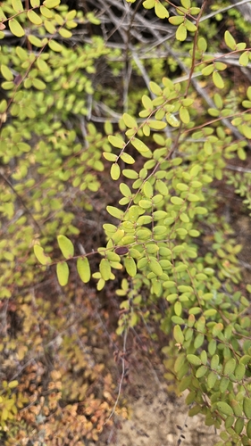 iNaturalist observation photo of Coffee Fern