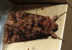 Autographa pulchrina