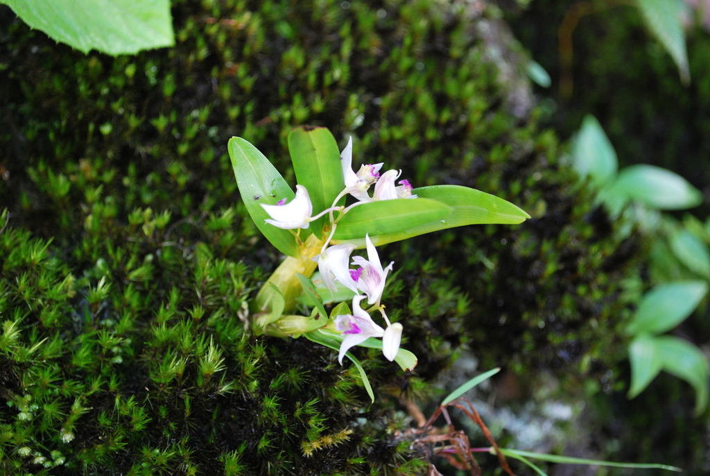 Dendrobium monticola P.F.Hunt & Summerh. 4