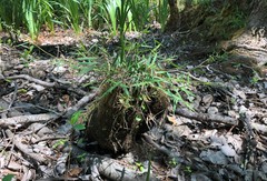 Dichanthelium patulum