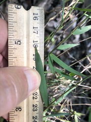 Dichanthelium patulum