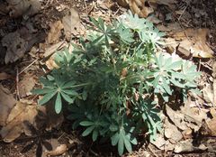 Lupinus montanus