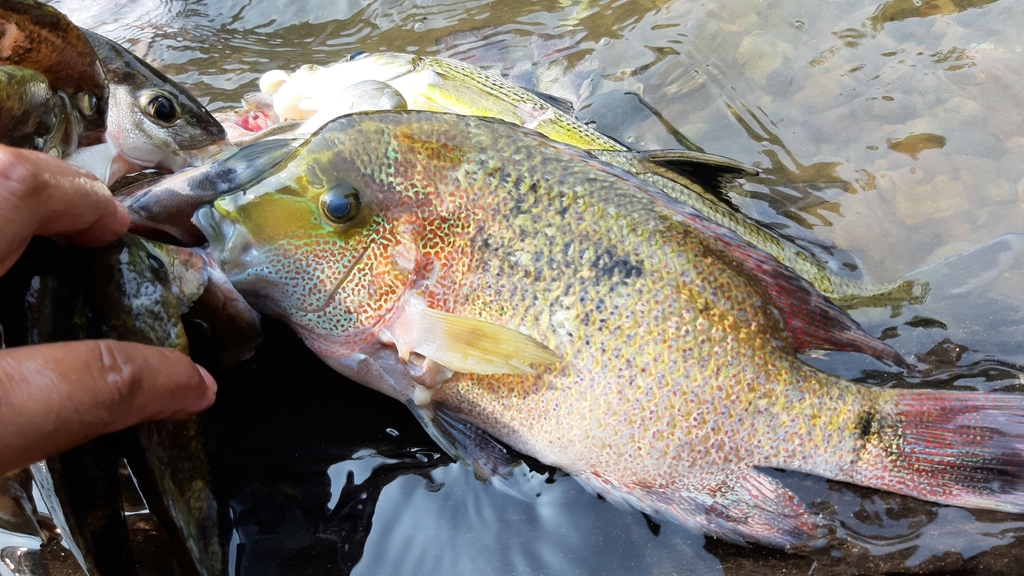 Regan's cichlid (Maskaheros regani) — Cichlidae