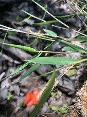 Dichanthelium patulum