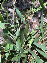 Dichanthelium patulum