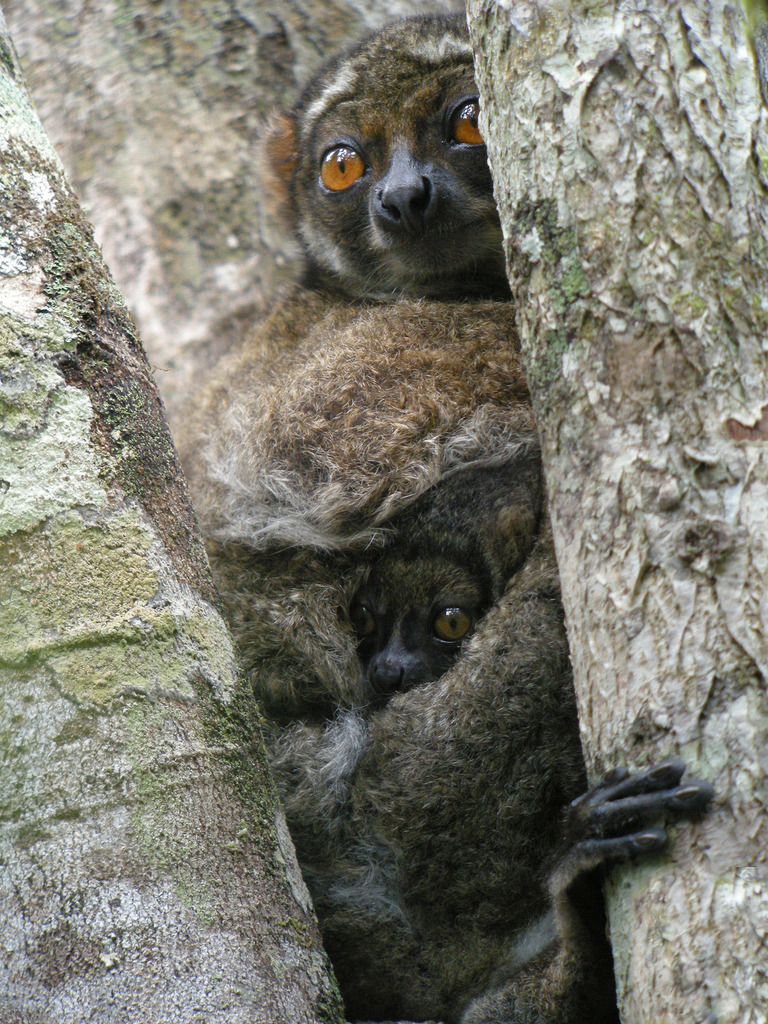 Indri