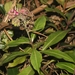 Lobelia assurgens 2
