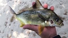 Mexican Mojarra photo 2