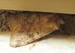 Diarsia mendica
