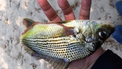 Mexican Mojarra photo 3