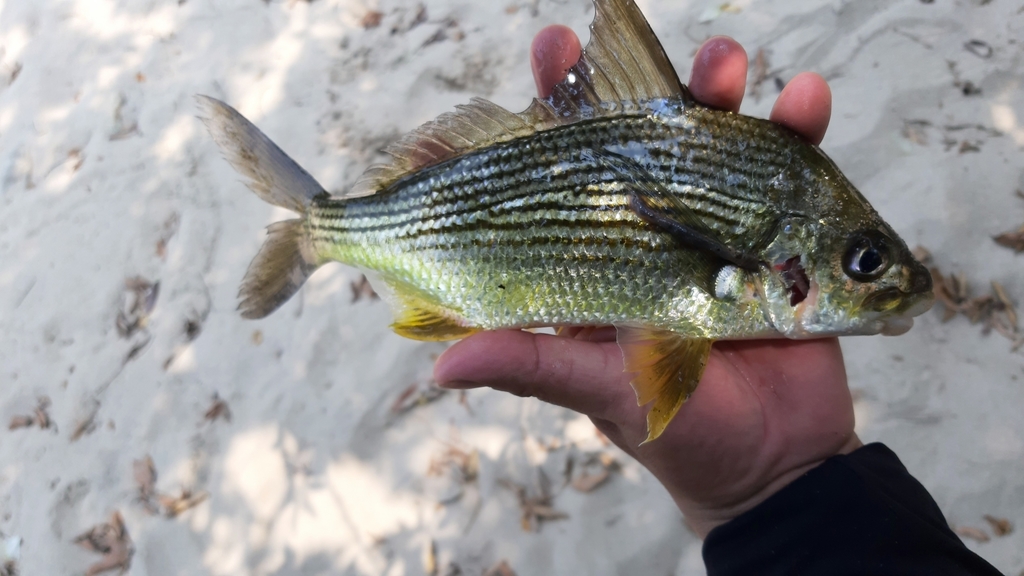 Mexican Mojarra