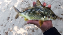 Mexican Mojarra photo 1