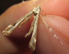 Platyptilia