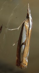 Catoptria permutatellus