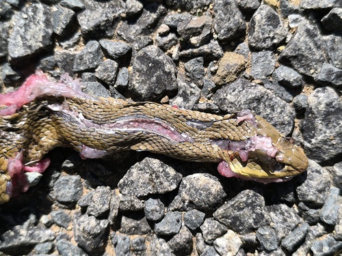Short-snouted Whip Snake