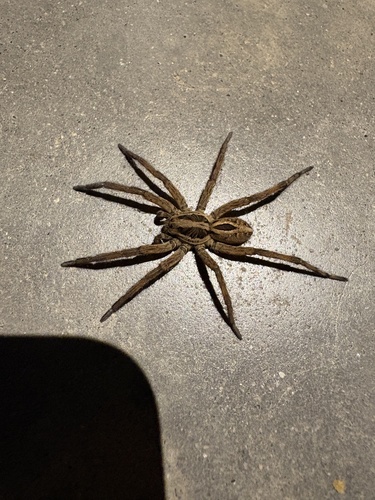 iNaturalist observation photo of McCook's Split Wolf Spider