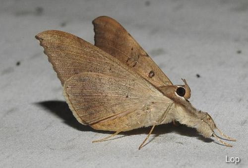 Oxyodes scrobiculata (Fabricius, 1775)