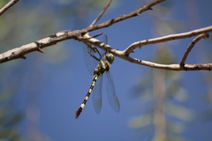 Phyllomacromia picta