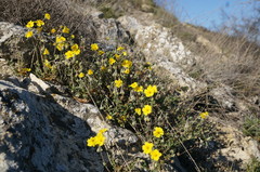 Helianthemum oelandicum orientale