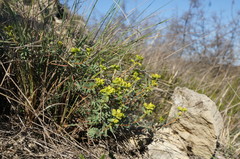 Euphorbia petrophila
