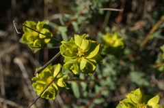 Euphorbia petrophila