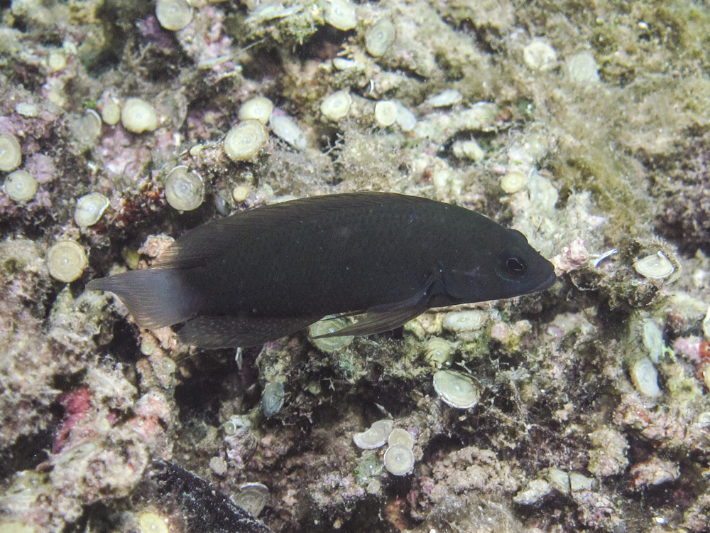 Brown dottyback (Pseudochromis fuscus) — Pseudochromidae