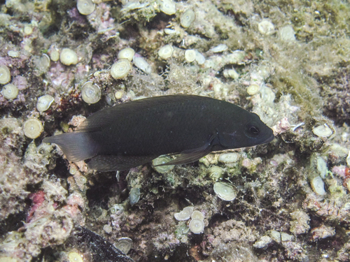 Brown dottyback (Pseudochromis fuscus) — Pseudochromidae