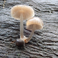 Mycena carmeliana