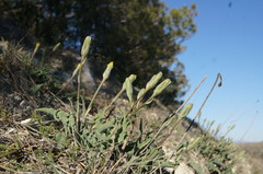 Takhtajaniantha crispa