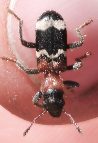 European Red-bellied Clerid