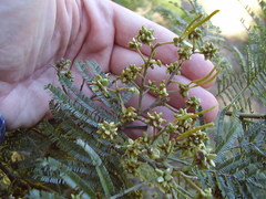 Dasineura rubiformis