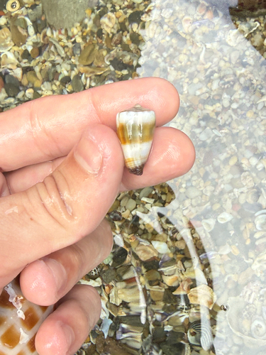 Conus muriculatus observed 2026-05-15