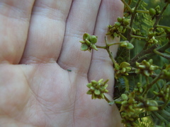 Dasineura rubiformis