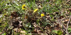 Tussilago farfara