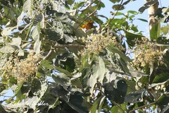 Abutilon densiflorum