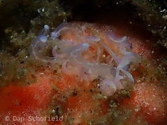Phyllodesmium