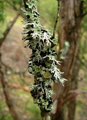 Hypogymnia mundata