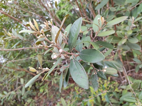 Rose Myrtle
